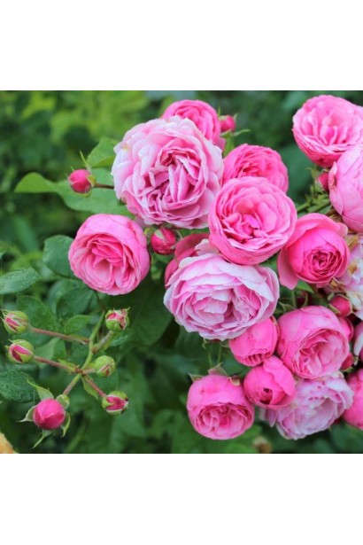 Rose Pomponella Fairy Tale